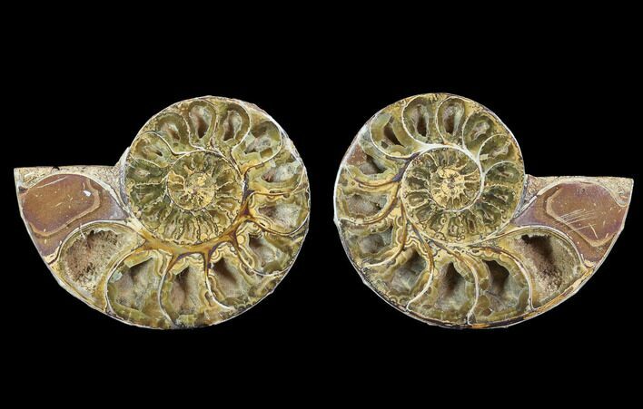 Cut & Polished, Agatized Ammonite Fossil - Jurassic #100527